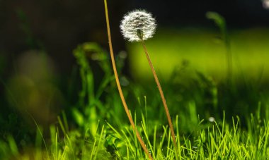 Yeşil arka planda yalnız bahar karahindibası, doğanın bulanık arka planı, metin için yer
