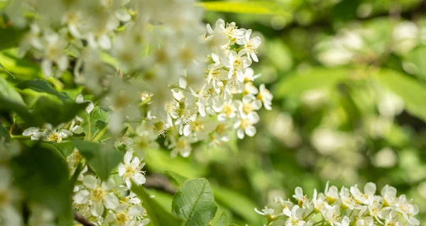 Çiçek açan meyve ağaçları metin için yer ile genel plan