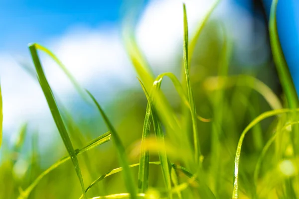 Summer Fresh Grass Garden Sunny Day Nature Background — Foto Stock