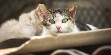 Arka planda kedi yavruları olan başıboş ve sarılı anne kedi, evsiz kedinin nazik yeşil gözleri.