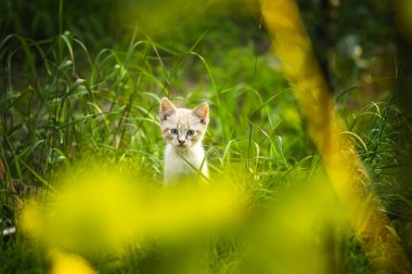 Küçük sokak kedisi çimlerde, evsiz hayvan hayatı konsepti fotoğrafı.