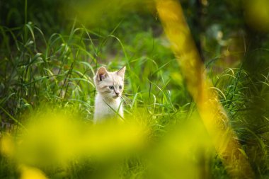 Çayırdaki küçük sokak kedisi, telefoto. 
