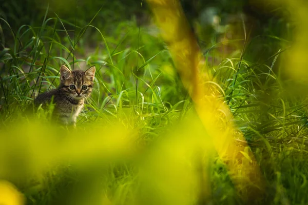 Brown Gatito Callejero Hierba Escondido Sobrevivir Concepto — Foto de Stock