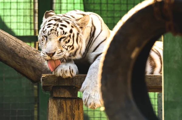 动物园里的白虎金丝雀白化病或西伯利亚虎舔爪子 — 图库照片