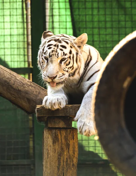 白斑虎张嘴 动物园里动物的滑稽照片 — 图库照片