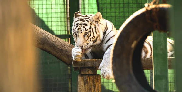 白色的西伯利亚虎 斑纹虎舔爪子 动物园的笼子里有野猫的照片 — 图库照片