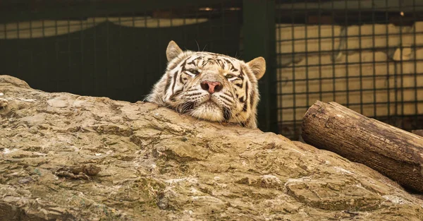 笼中岩石上的白虎 动物园里孟加拉虎的色素变体 心灵感应画像 — 图库照片