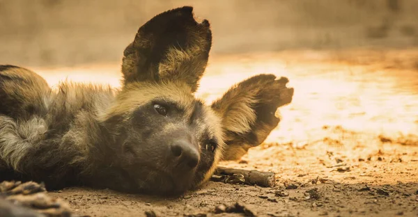 Banner of wild African dog is resting and sleeping at ground in wildlife, south africa animal portrait