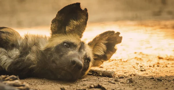 Bandera Perro Salvaje Africano Está Descansando Durmiendo Suelo Vida Silvestre — Foto de Stock