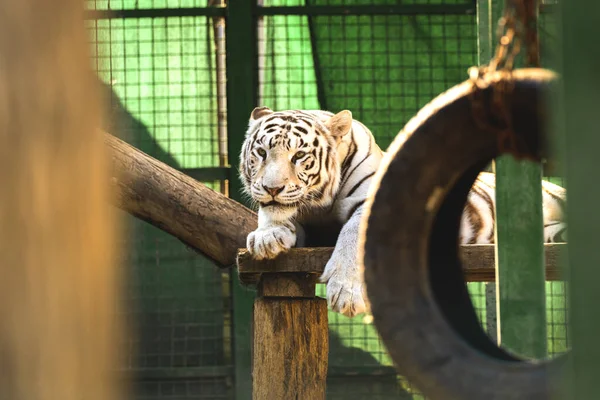 白斑虎在动物园休息 心灵感应 — 图库照片