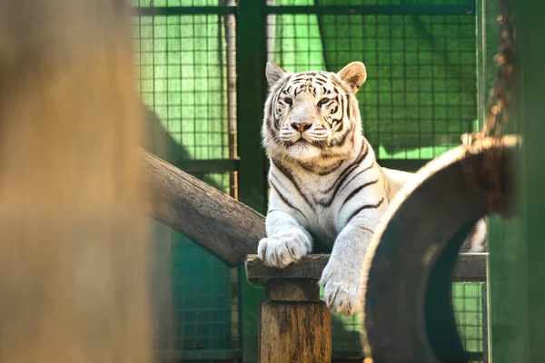 动物园白色西伯利亚虎的肖像照片 — 图库照片