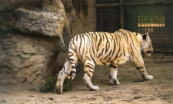 这只白虎在动物园里散步 — 图库照片