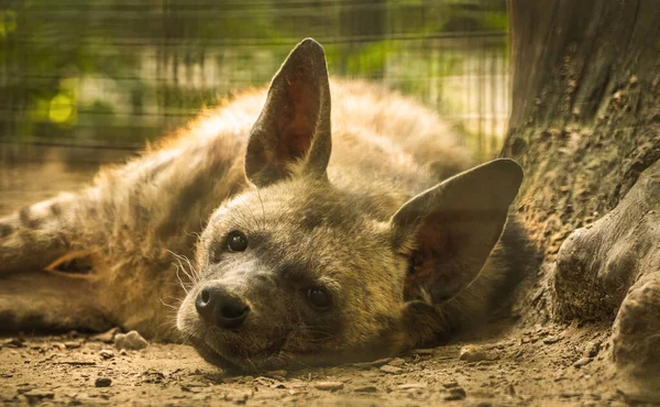 Spotted Hyena Resting Sleeping Ground Close Tree — Stock Photo, Image