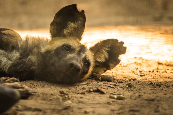 Perro Salvaje Africano Está Descansando Durmiendo Suelo Naturaleza Salvaje Foto — Foto de Stock