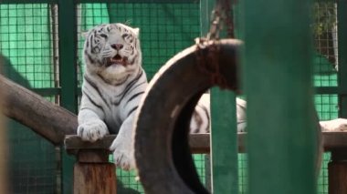 Beyaz bengal kaplanı rahatlatıcı, vahşi kedi görüntüsü