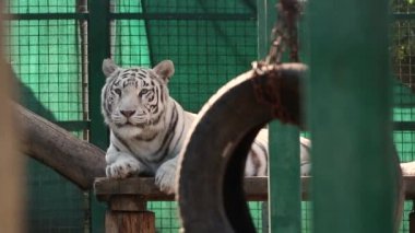 Beyaz bengal kaplanı rahatlatıcı, vahşi kedi görüntüsü