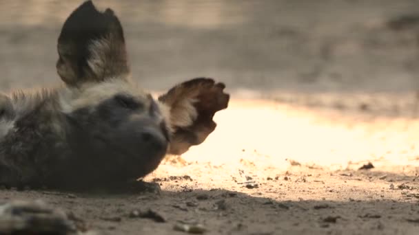 Αφρικανικό Άγριο Σκυλί Που Αναπαύεται Στο Έδαφος Ζωικό Υλικό — Αρχείο Βίντεο