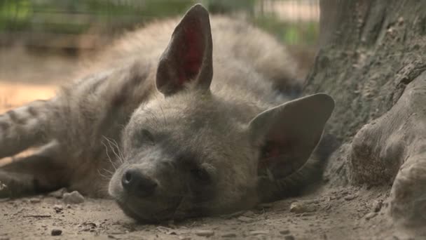 Hyena Avkopplande Marken Utomhus Närbild — Stockvideo