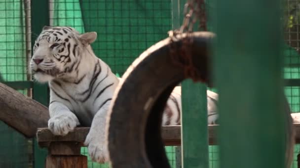 在动物园散步的白虎 野猫镜头 — 图库视频影像