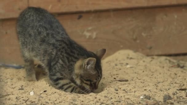 Μικρές Γατάκι Σκάβει Άμμο Εξωτερικούς Χώρους Αργή Κίνηση Πλάνα — Αρχείο Βίντεο