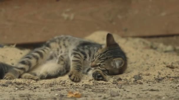Маленька Кошеня Лежить Грає Піску Повільні Кадри Руху — стокове відео