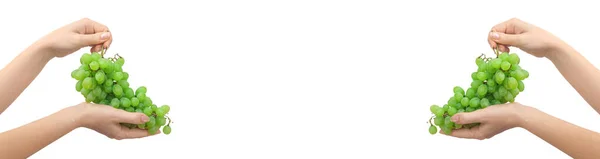 Набір Винограду Руці Ізольовано Білому Тлі Дизайн Фото Банера Пробілом — стокове фото