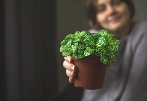 Happy Young Girl Giving Pot Green Home Plant Selective Focus — Stock Photo, Image