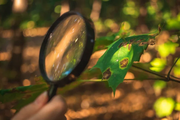 Scientist Examines Leaf Diseases Other Environmental Problems Magnifying Glass — Stock Photo, Image