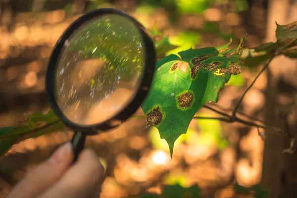 Biologist Scientist Examines Leaf Diseases Other Environmental Problems Magnifying Glass — Stock Photo, Image