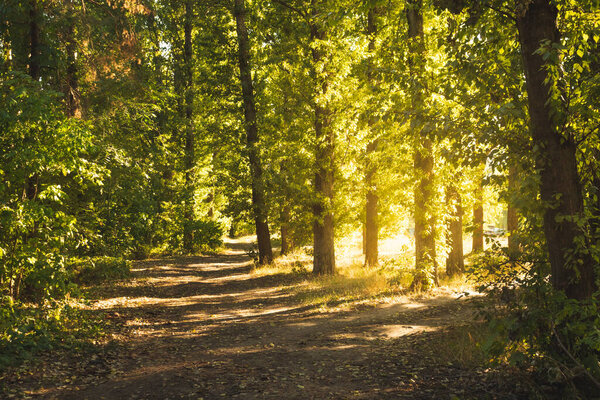 Footpath in beautiful autumn forest in suset background