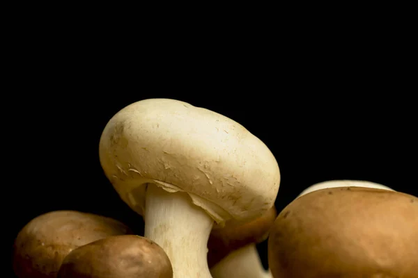Cogumelos Champignon Sobre Fundo Preto Vista Close — Fotografia de Stock