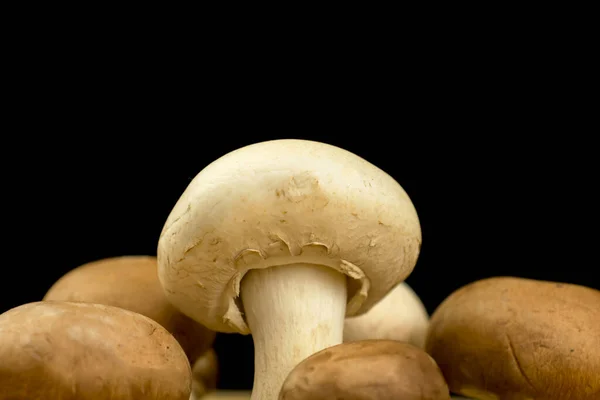 Cogumelos Champignon Sobre Fundo Preto Orgânico Ingrediente Natural Conceito Foto — Fotografia de Stock