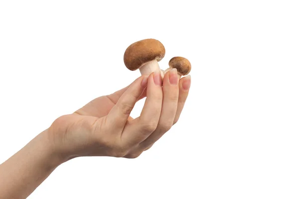 Mão Com Pequeno Cogumelo Champignon Engraçado Isolado Uma Foto Fundo — Fotografia de Stock