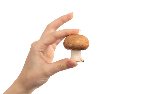 Mão Com Cogumelo Champignon Isolado Fundo Branco — Fotografia de Stock