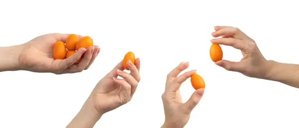 Uppsättning Kumquat Citrus Frukt Handen Isolerad Vit Bakgrund Banner — Stockfoto