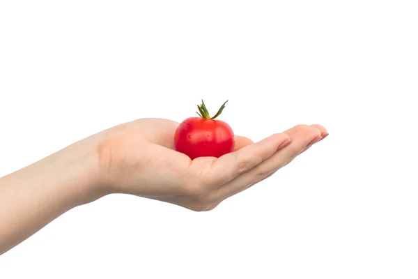 Kleine Rote Kirschtomaten Der Hand Isoliert Auf Weißem Hintergrund — Stockfoto