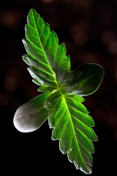 Esrar fide - Marijuana bitkisi olarak da bilinir