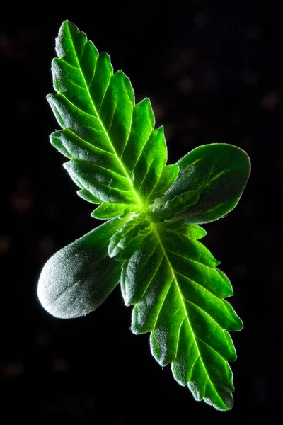 Cannabis Seedling - Also Known as Marijuana Plant — Stock Photo, Image