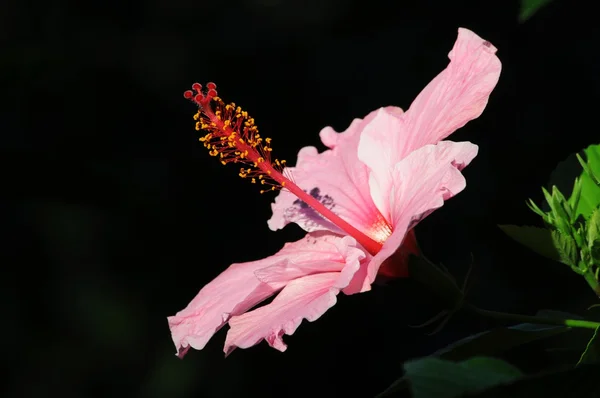 ピンクハイビスカスの花 ロイヤリティフリーのストック写真