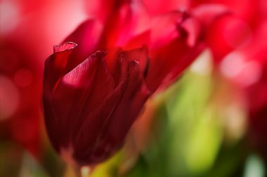 kırmızı çiçekler