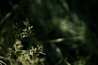 Sabahın erken saatlerinde su damlaları ile taze, kalın çimlere yakın.