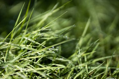 Sabahın erken saatlerinde su damlaları ile taze, kalın çimlere yakın.