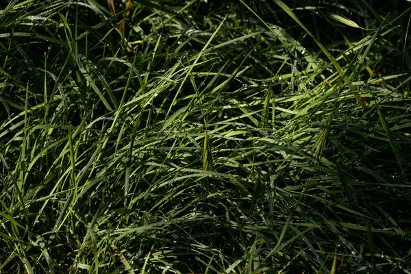 Close up of fresh thick grass with water drops in the early morning — Stock Photo, Image