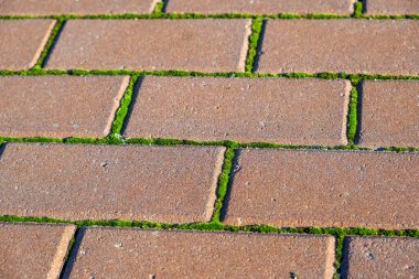 Yeşil yosun desenli kırmızı tuğla duvar.