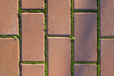 Yeşil yosun desenli kırmızı tuğla duvar.