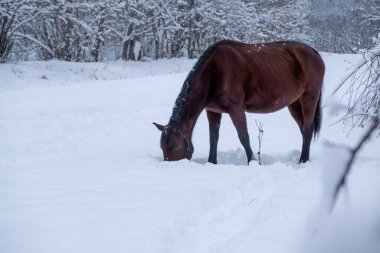 Kızıl at kış parkında çimlerin altında eğleniyor.