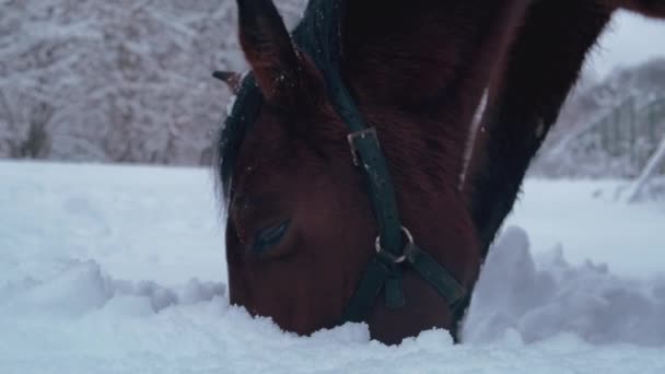 Zázvorový Kůň Užívá Trávu Pod Sněhem Zimním Parku Přátelské Divoké — Stock video