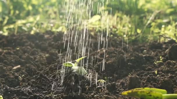 Vattnar Plantor Trädgården Solsken Närbild Skott Gräs Med Vattendroppar Trädgårdskoncept — Stockvideo