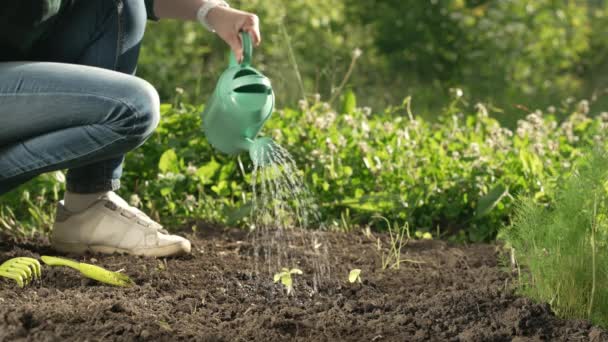 Woman Farmer Hands Pours Water Watering Can Green Young Seedling — Stock Video