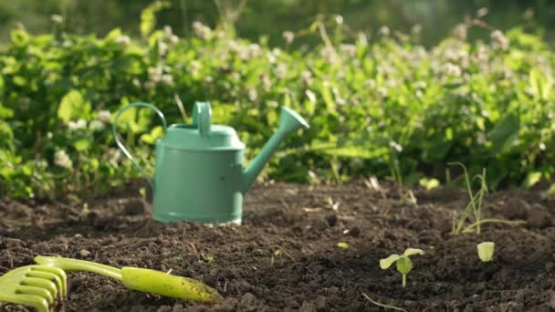 Static Shot Soil Green Young Seedling Cucumbers Watering Can Other — Stock Video